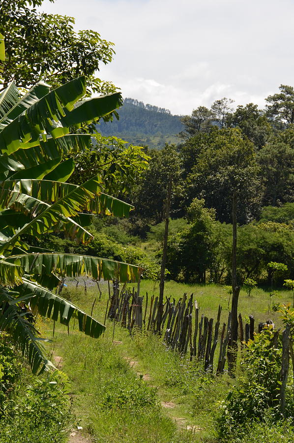 Rural Road in Honduras Photograph by Carla Parris