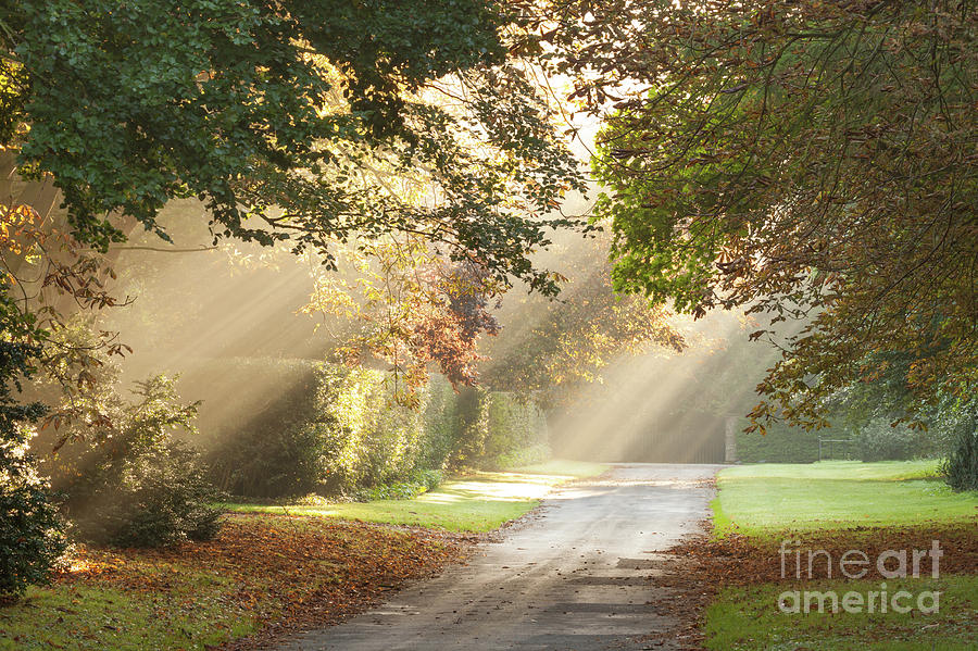 Rural road with shafts of morning light Photograph by Simon Bratt