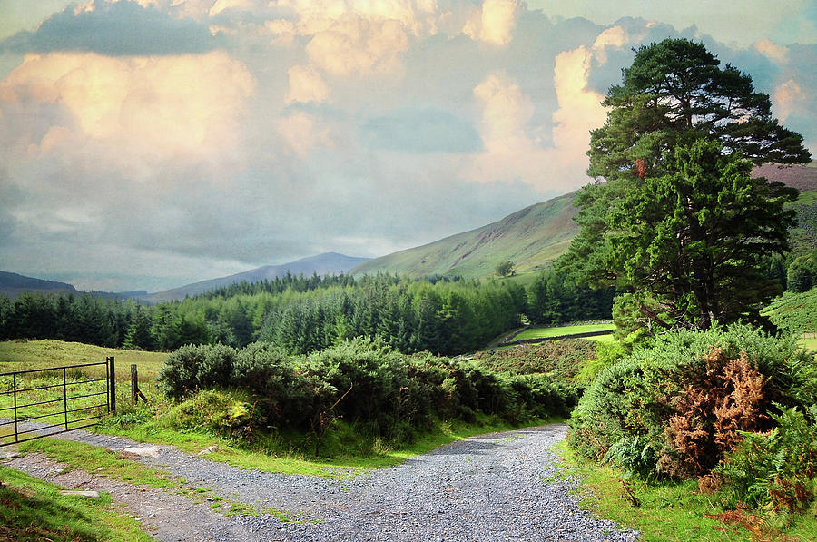 Rural Roads of Wicklow Hills. Ireland Photograph by Jenny Rainbow