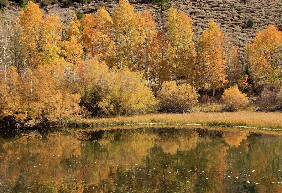 Rush Creek Autumn  Photograph by Sean Sarsfield