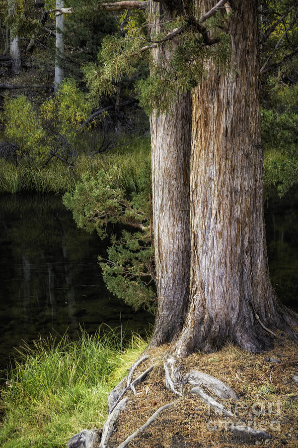Rush Creek Pines 1 Photograph by Timothy Hacker