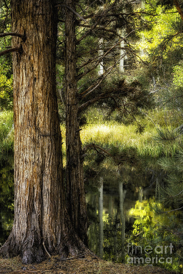 Rush Creek Pines 2 Photograph by Timothy Hacker