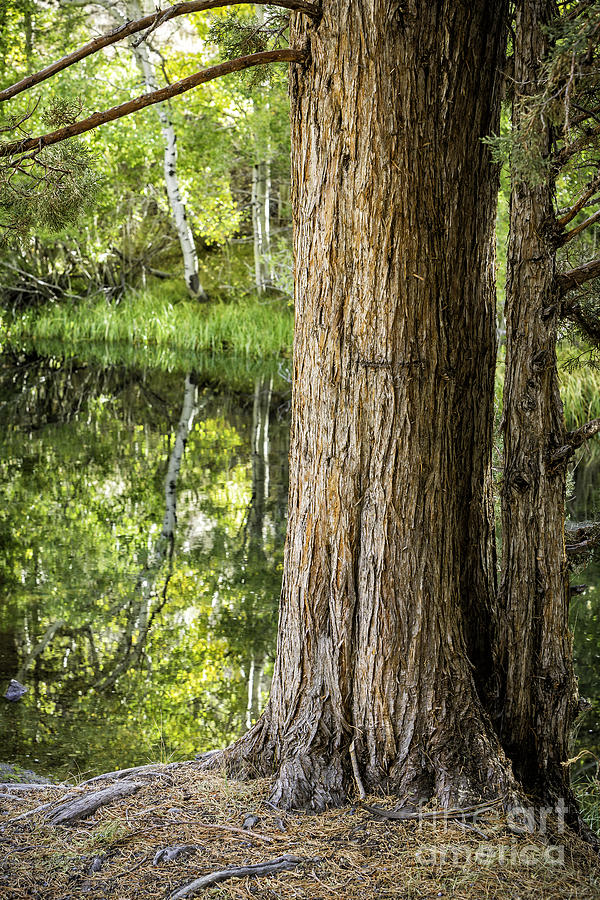 Rush Creek Pines 3 Photograph by Timothy Hacker