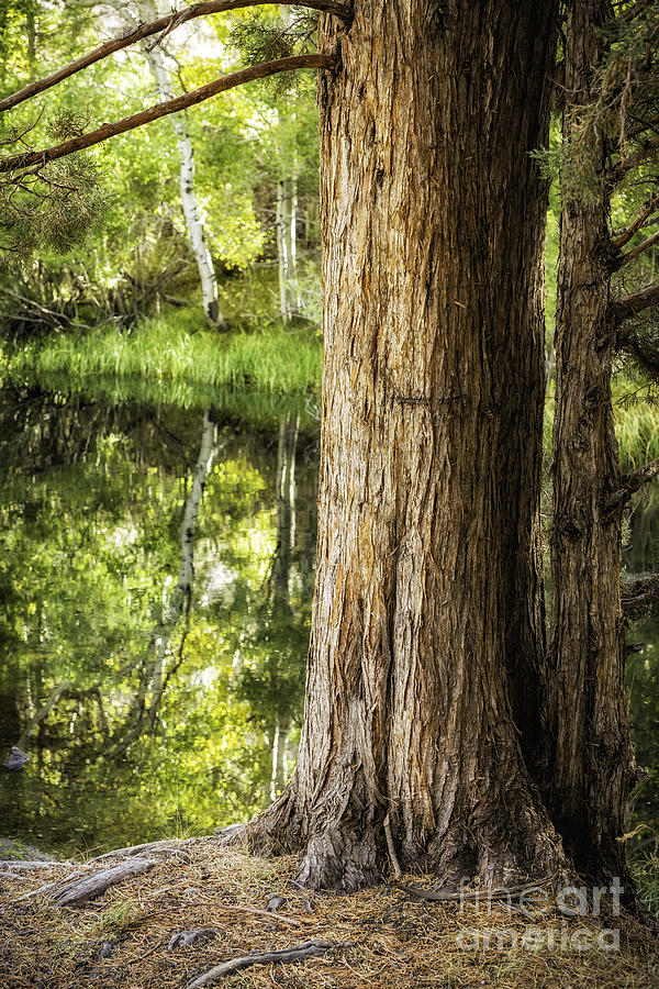 Rush Creek Pines 4 Photograph by Timothy Hacker