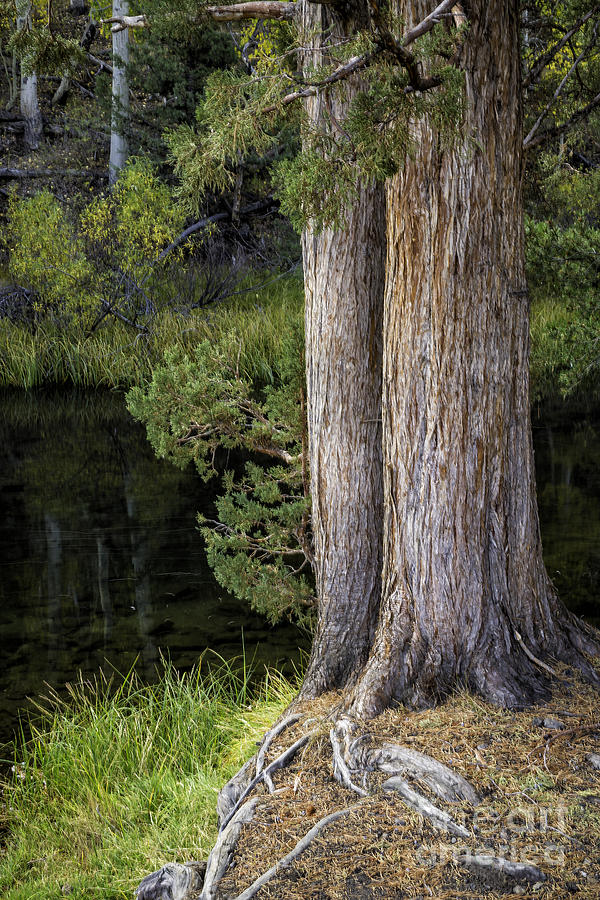 Rush Creek Pines Photograph by Timothy Hacker