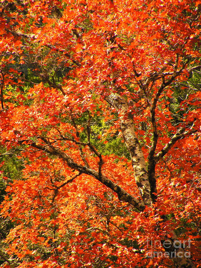 Tree Photograph - Rush Of Red by Joe Pratt