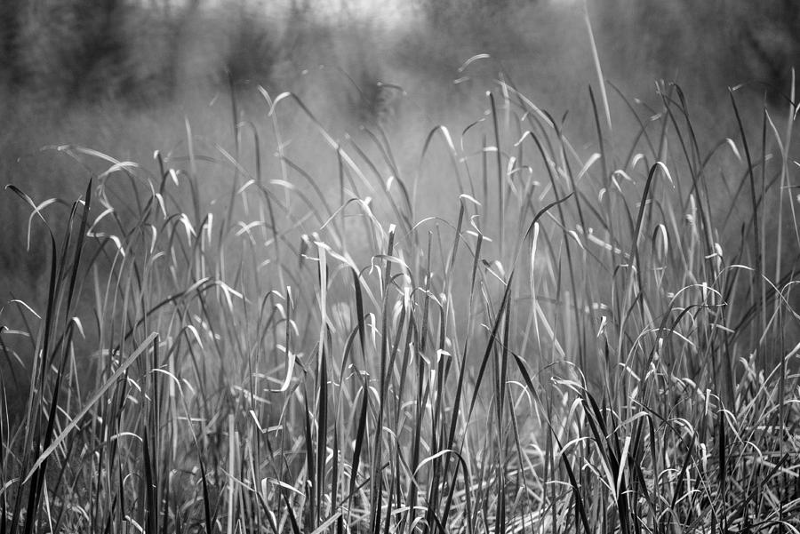 Rushes Photograph by Mike Evangelist