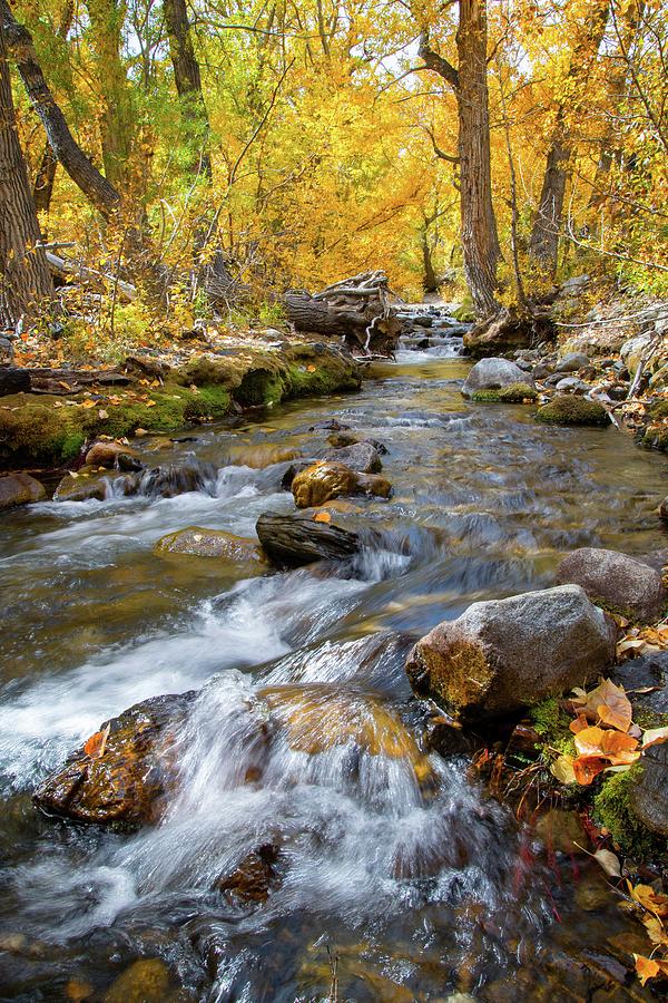Rushing Aspen Creek Photograph by Lynn Bauer