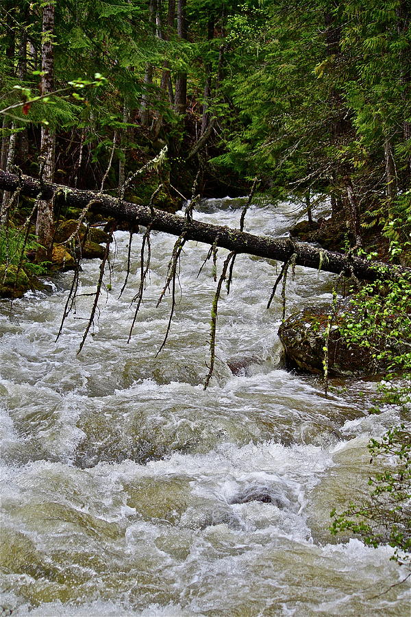 Rushing Stream Photograph by Diana Hatcher