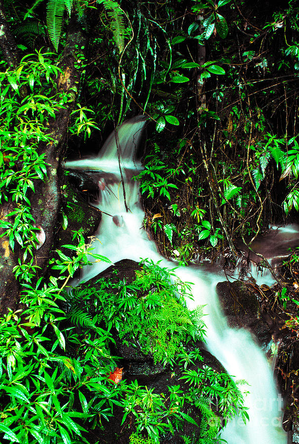 Rushing Stream El Yunque National Forest Mirror Image Photograph by Thomas R Fletcher