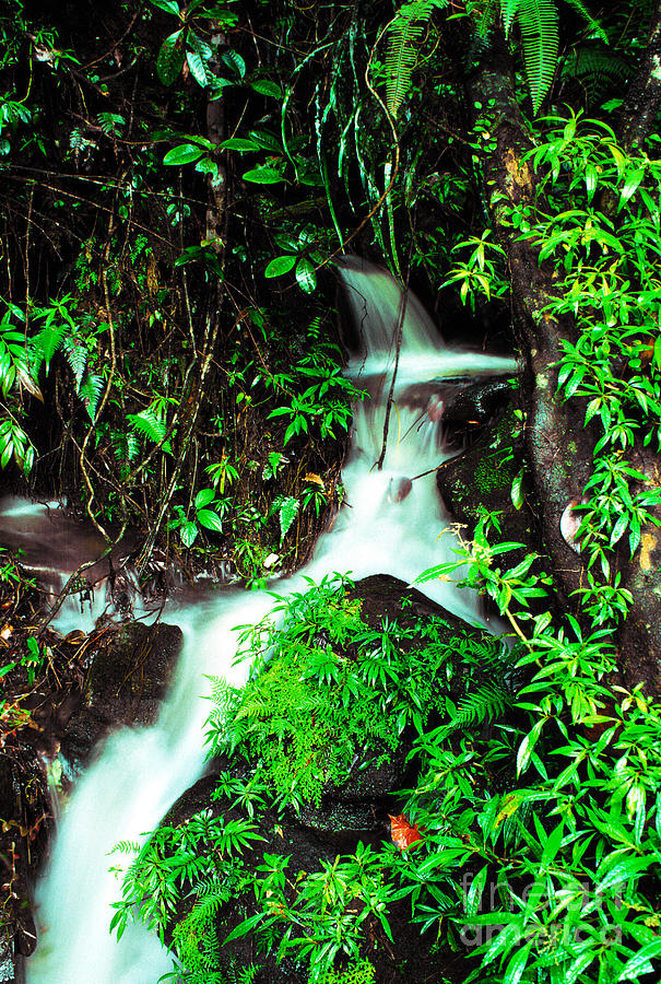 Rushing Stream El Yunque National Forest Photograph by Thomas R Fletcher