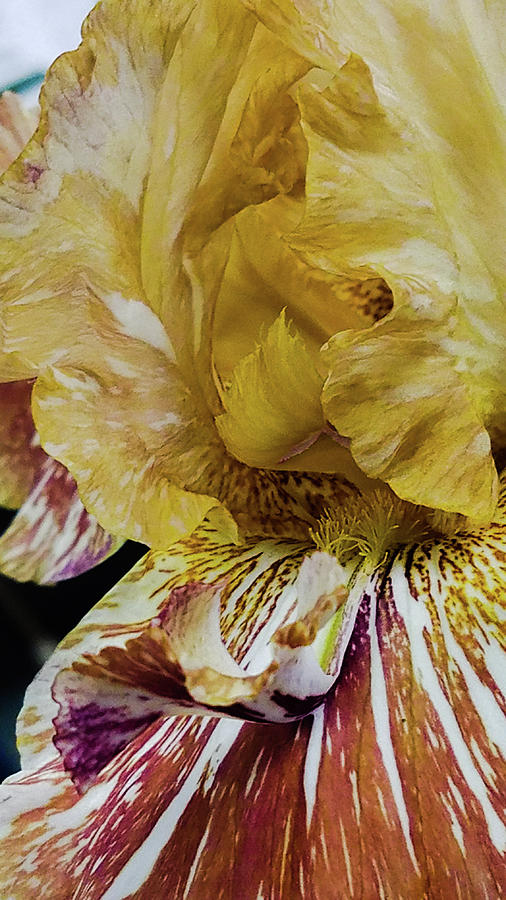 Russet and Umber iris Photograph by Caryl J Bohn