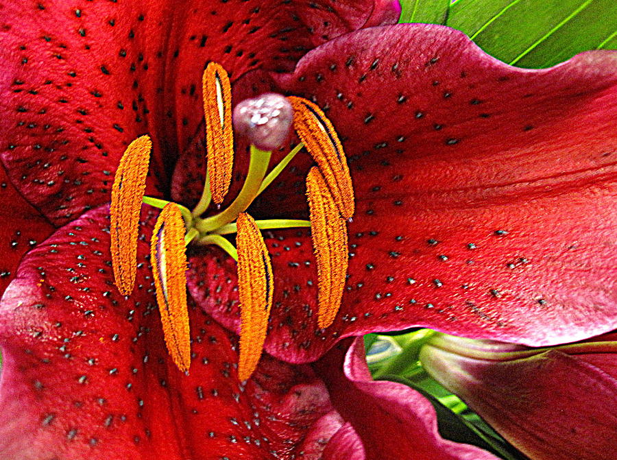 Flower Digital Art - Russet Lily Full Bloom by Bonita Brandt