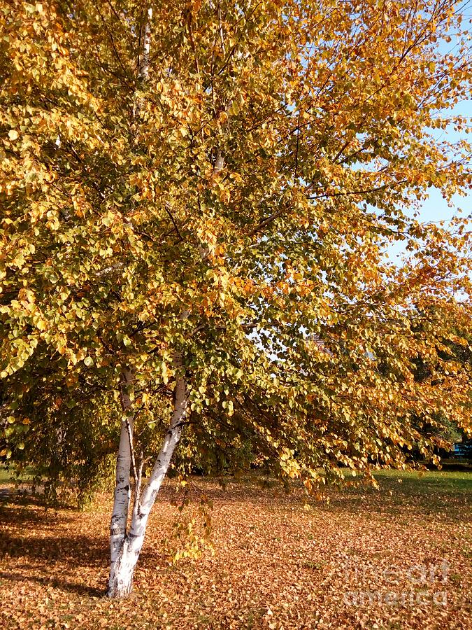 Russian Birch Tree Photograph