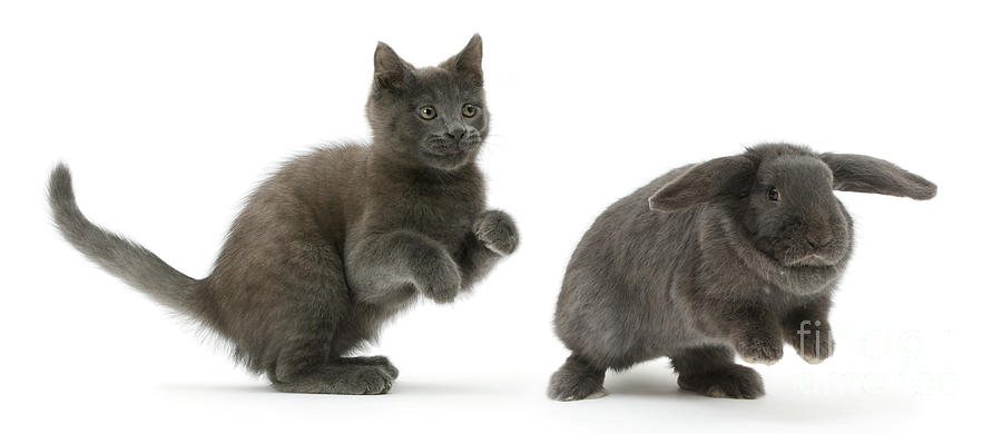Russian Blue Kitten With Blue Lop Rabbit Photograph by Mark Taylor
