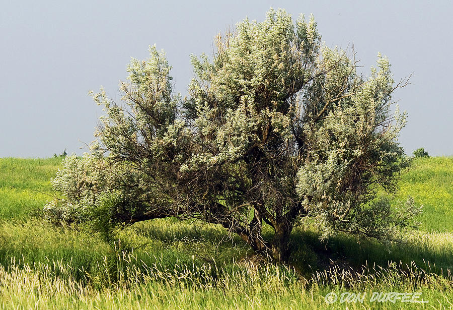 Russian Olive On The Prairie Photograph by Don Durfee
