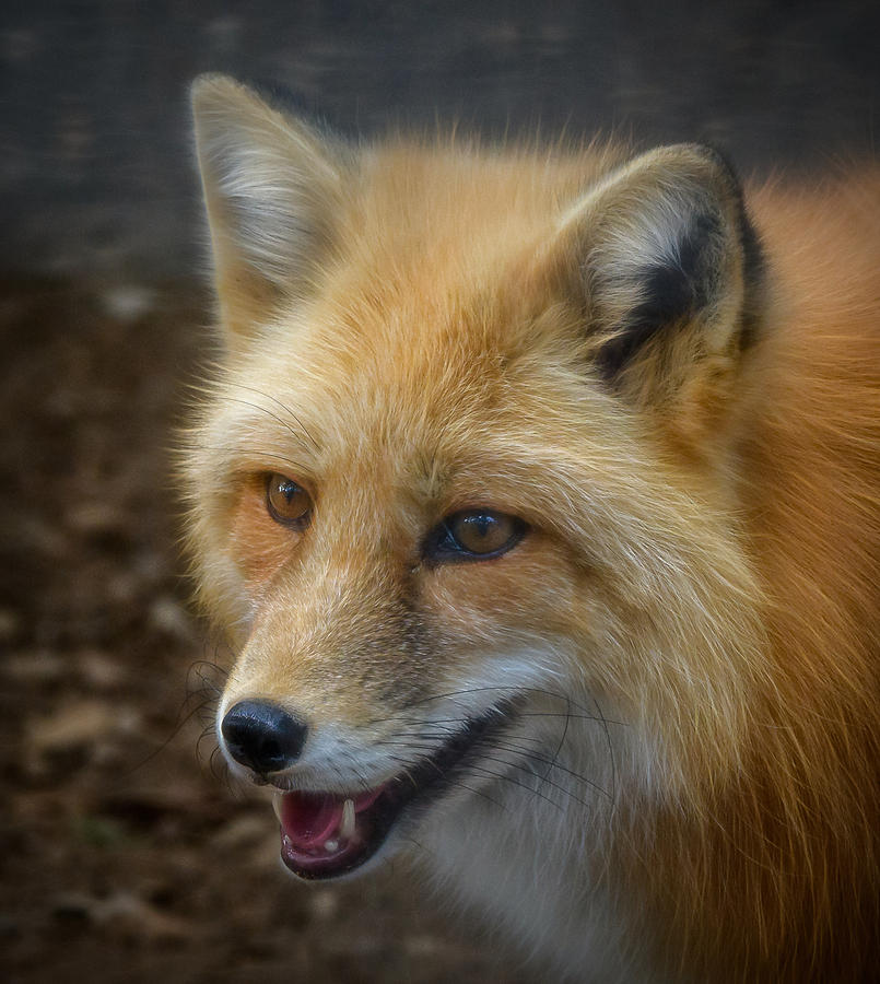 Russian Red Fox Photograph By David Pine Fine Art America