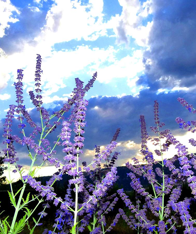 Summer Photograph - Russian Sage by Will Borden