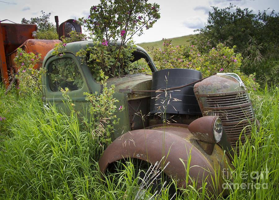 Rust and Roses Photograph by Idaho Scenic Images Linda Lantzy