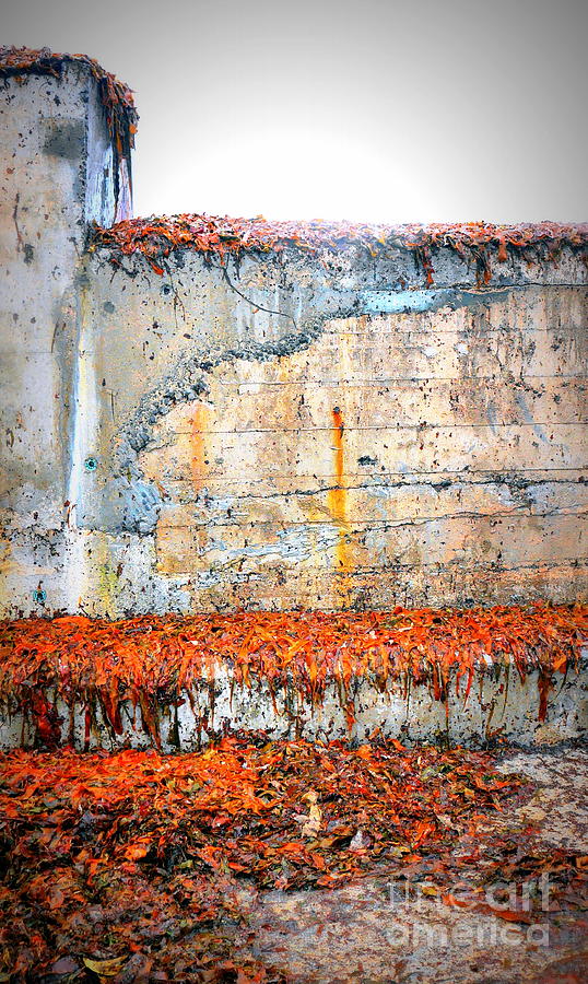 Rust and Seaweed Photograph by Lexa Harpell