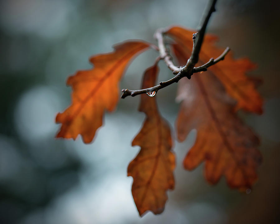 Rust Orange Oak Leaves in the Rain Photograph by Brooke T Ryan