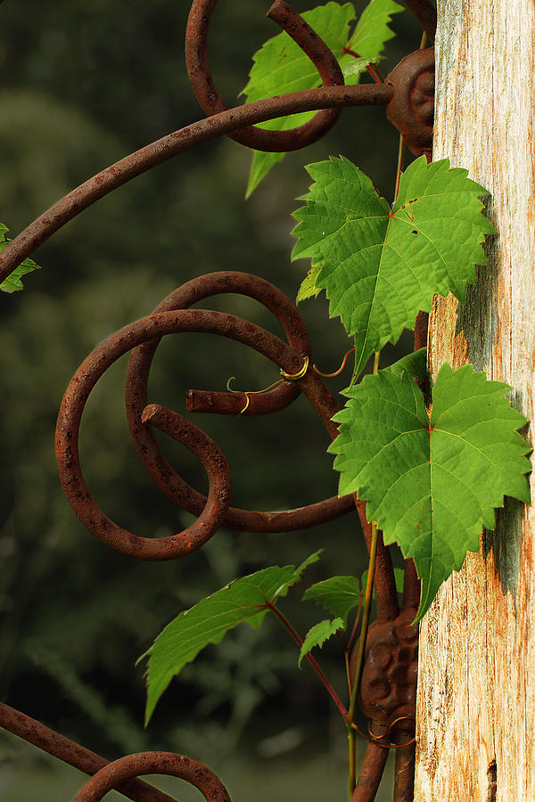 Rust Vine Photograph by Grant Groberg