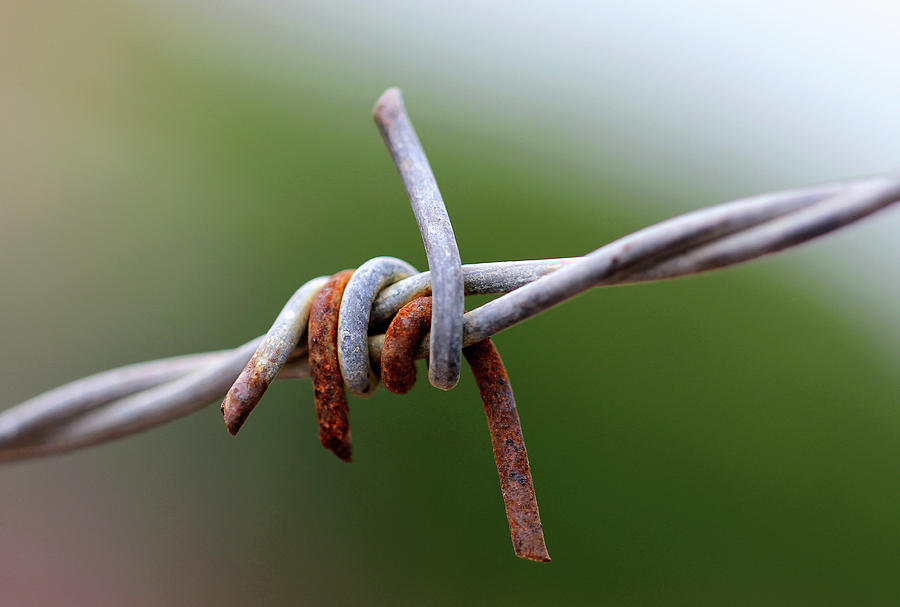Rusted Barb Wire Photograph by Prakash Ghai