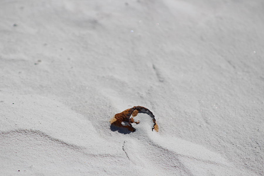 Rusted Bottle Cap In White Sands Photograph by Colleen Cornelius