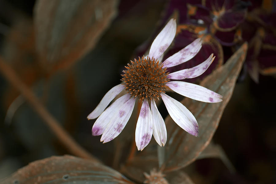 Rusted Cone  Flower Photograph by Ross Powell