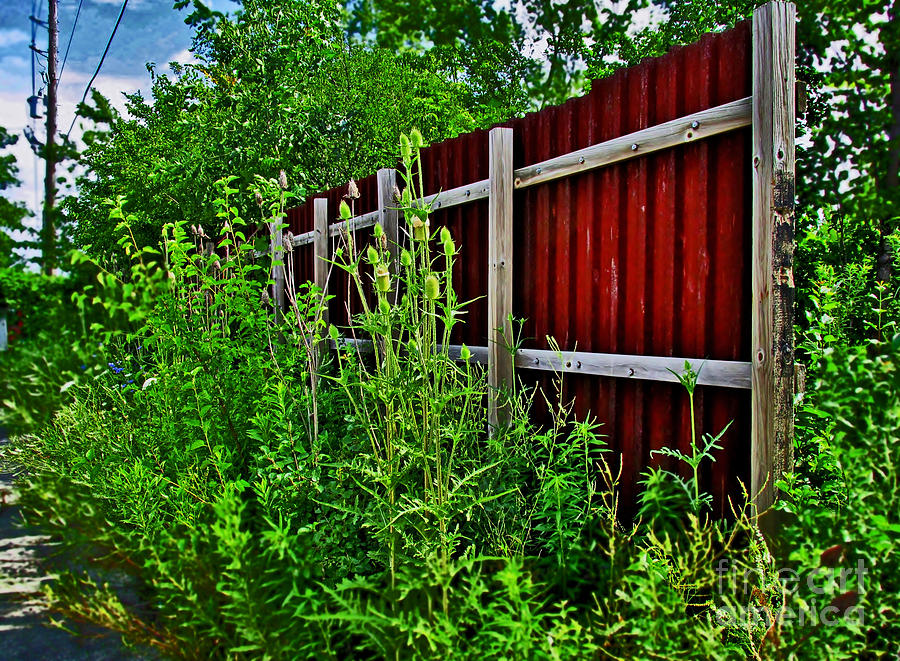 Rusted  Fence In The Overgrowth 2 Photograph