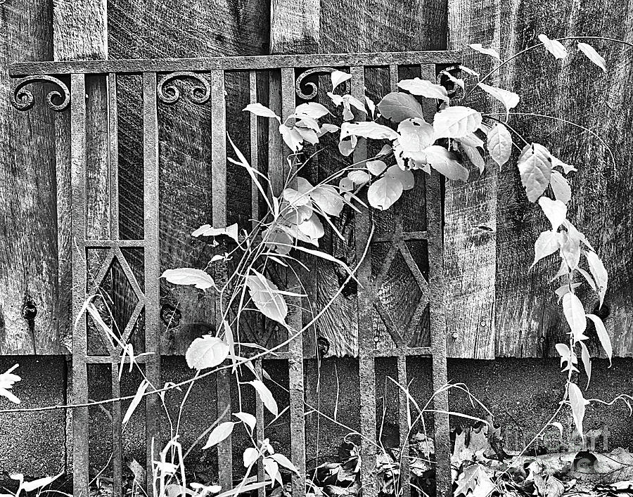 Rusted Wrought Iron And Leaves Photograph by Smilin Eyes Treasures