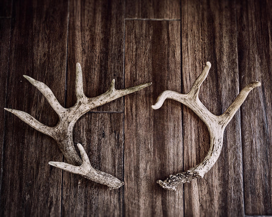 Deer Photograph - Rustic Antler Photography by Lisa R