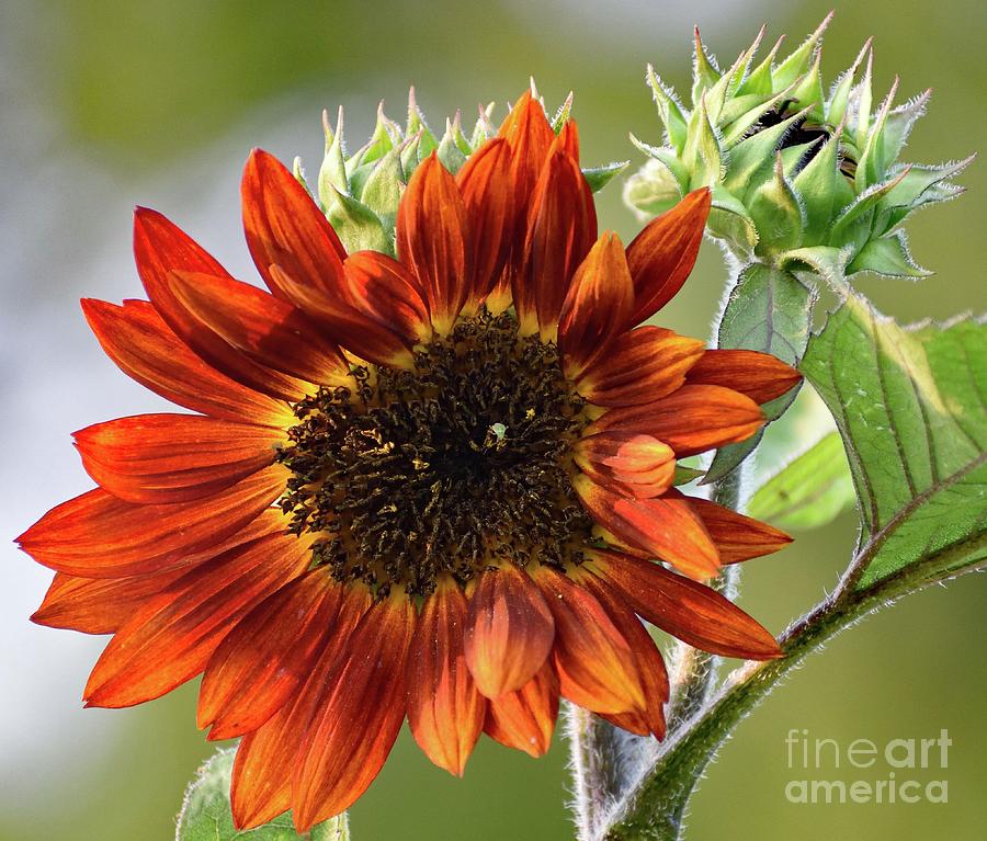 Rustic Beauty - Sunflower Photograph by Cindy Treger