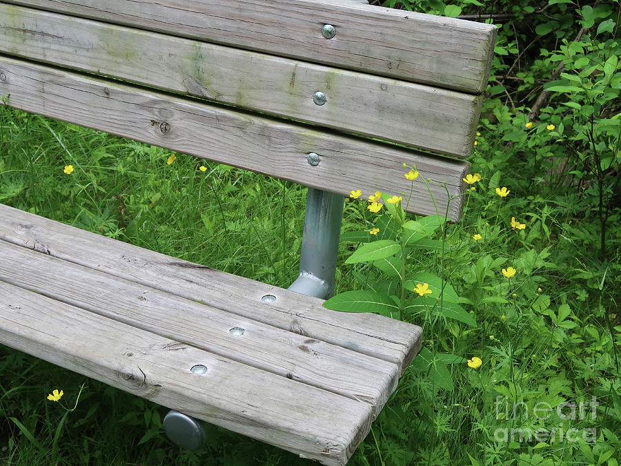 Rustic Bench and Buttercups Photograph by Ann Horn