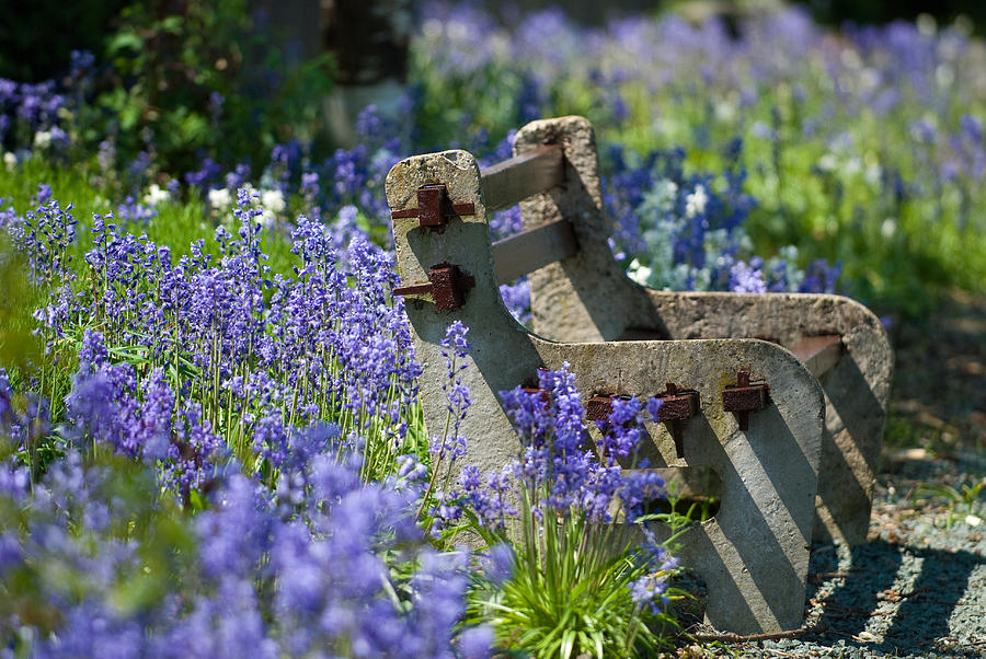 Flower Photograph - Rustic Bench by Amanda Elwell