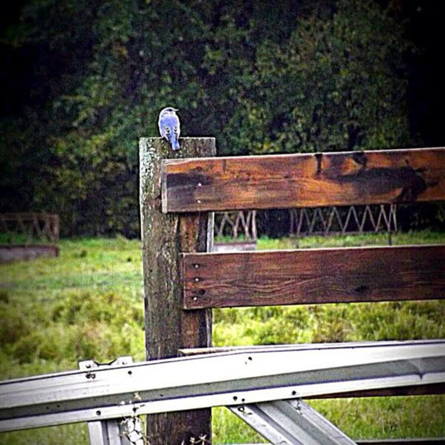 Bluebird Photograph - #rustic #bluebird #mnbluebird by Angela Ness