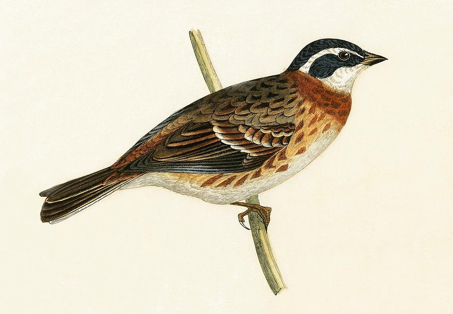 Nature Painting - Rustic Bunting by English School