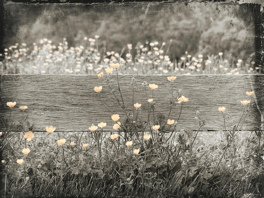 Vintage Photograph - Rustic Buttercups by Dark Whimsy