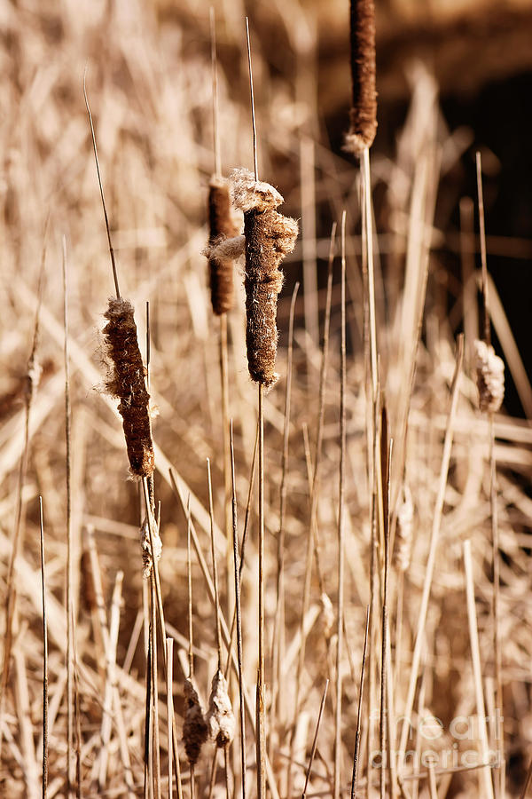 Rustic Cattail Print Photograph by Gwen Gibson
