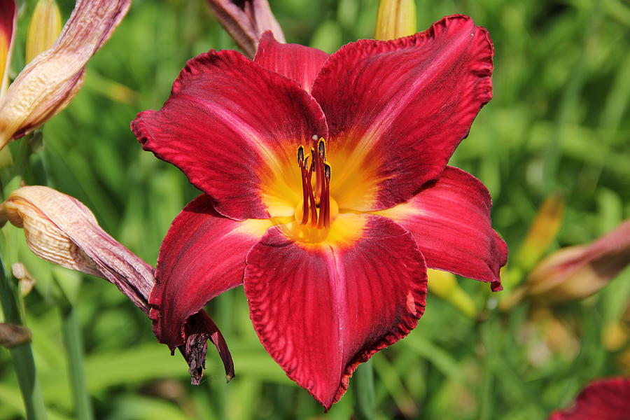 Rustic Color Daylily Photograph by Allen Nice-Webb