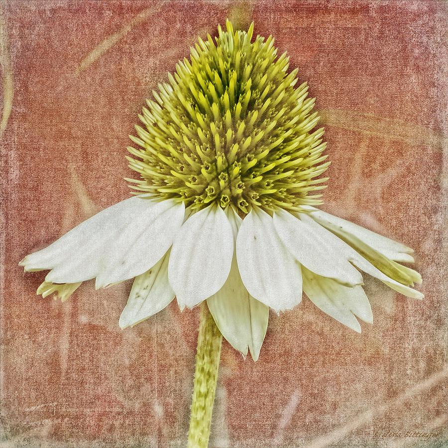 Rustic Coneflower, Faded Cottage Chic Floral Photograph by Melissa Bittinger
