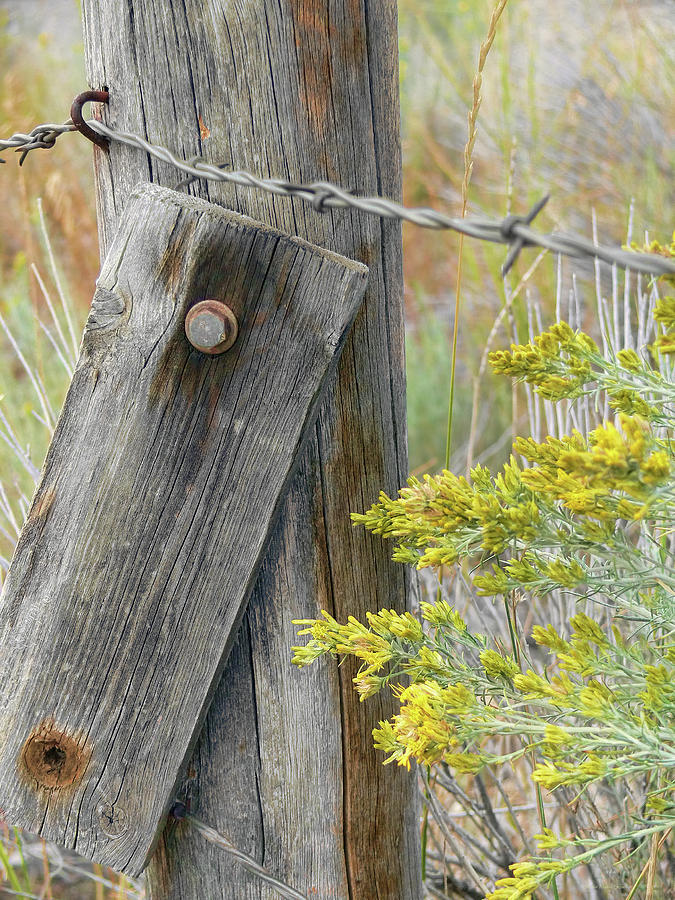Rustic Fence and Wild Flowers Montana Photograph by Jennie Marie Schell