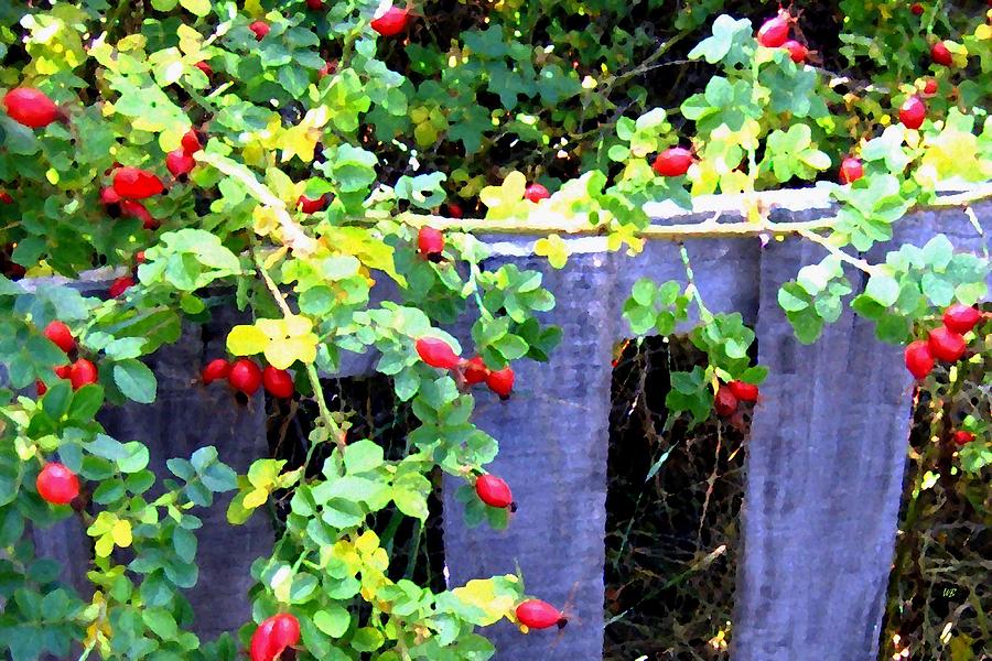 Rustic Fence And Wild Rosehips Digital Art by Will Borden