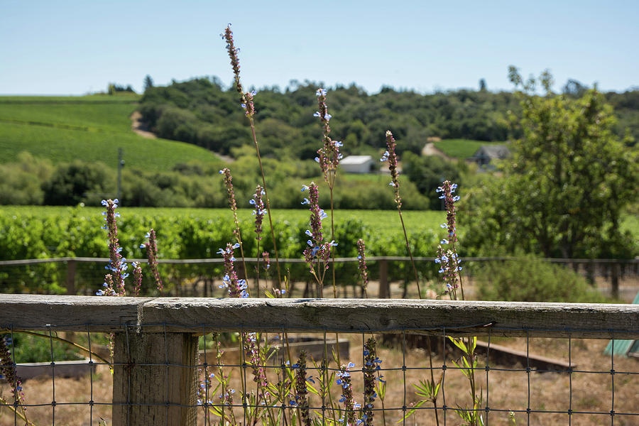 Rustic Fence in Wine Country Photograph by Nicole Freedman