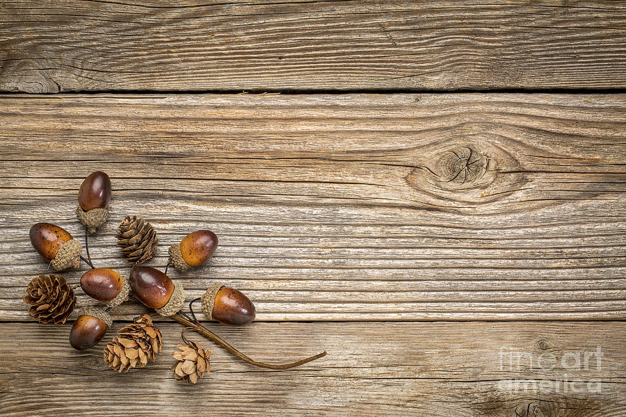 Rustic Grained Wood With Fall Decoration Photograph by Marek Uliasz
