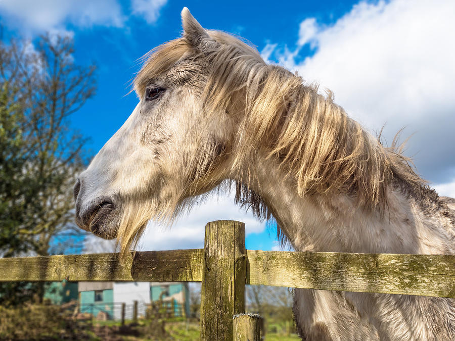 Rustic Horse Photograph by Nick Bywater