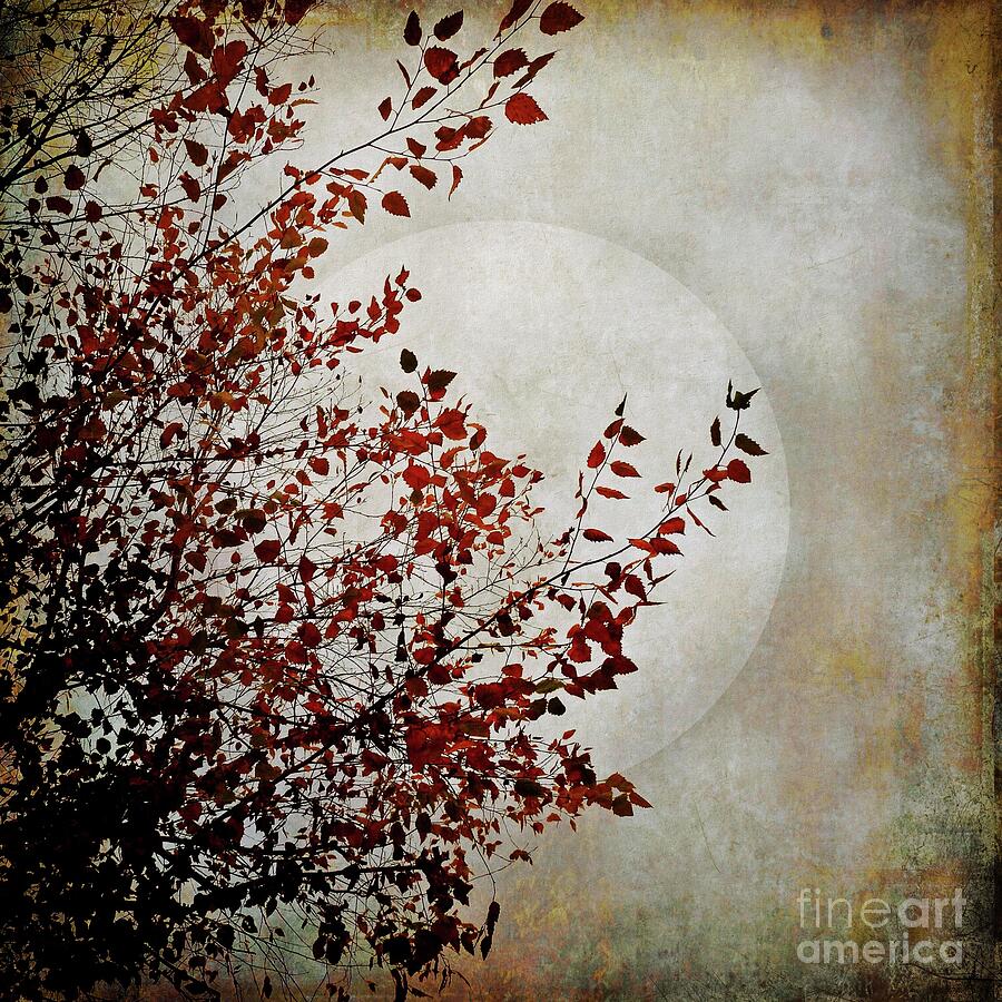 Rustic Moon Photograph by Patricia Strand
