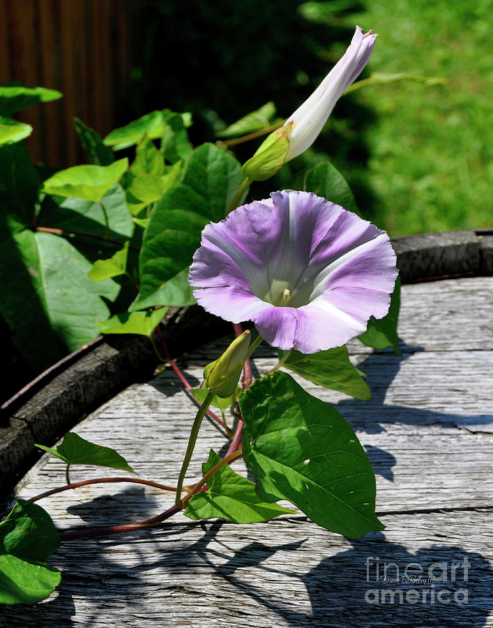 Rustic Morning Glories Photograph by Diane E Berry