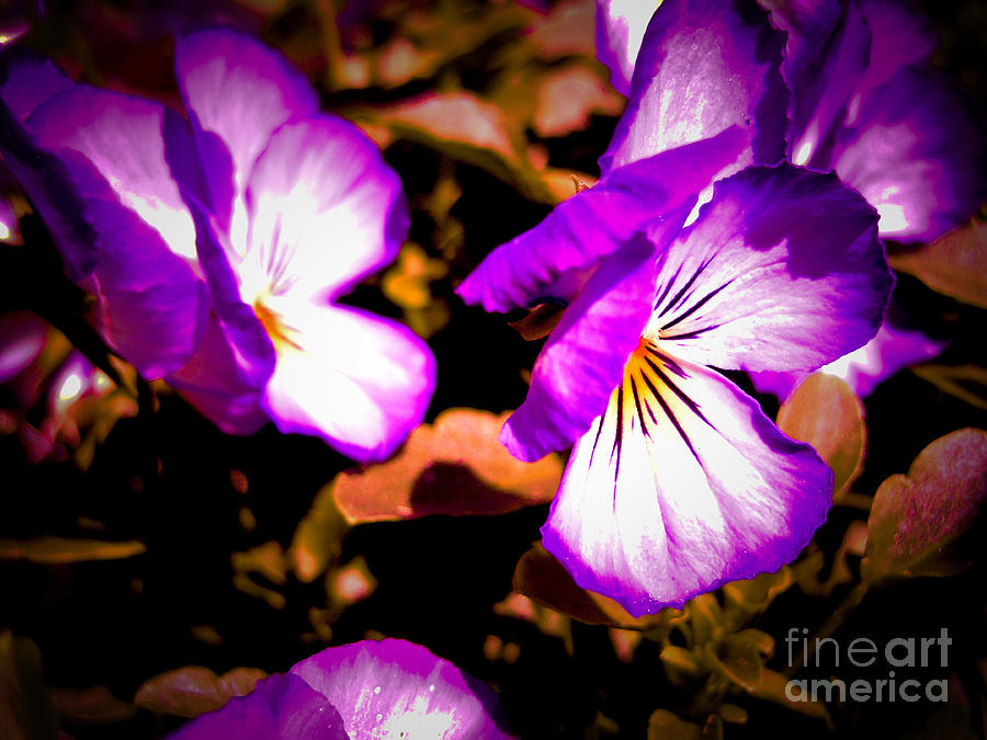 Rustic Pansies Photograph by Sonya Chalmers
