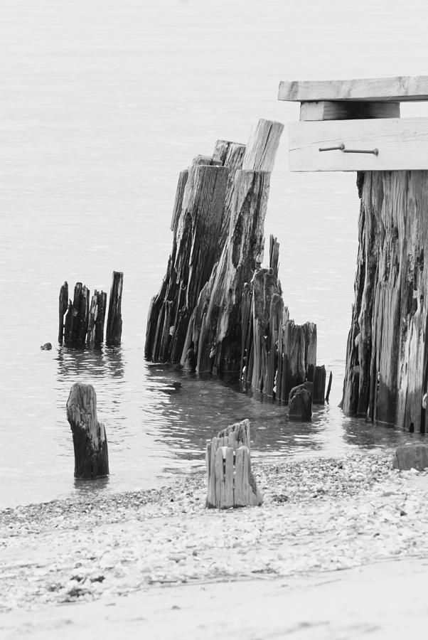 Rustic Pilings in BW Photograph by Margie Avellino
